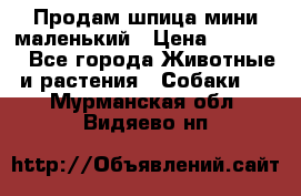 Продам шпица мини маленький › Цена ­ 15 000 - Все города Животные и растения » Собаки   . Мурманская обл.,Видяево нп